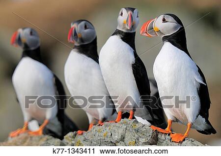 Atlantic Puffin (Fratercula arctica), Norway, April 2010 View Large Photo Image Stock Image - Atlantic Puffin (Fratercula arctica), Norway, April 2010. Fotosearch