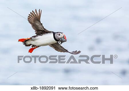 Stock Image - Atlantic puffin Fratercula arctica returning to its nesting burrow with small fish for chicks, Vigur Island, Iceland. Fotosearch