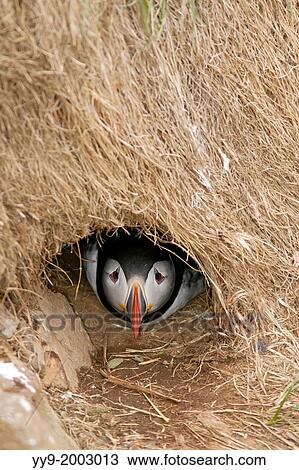 Atlantic Puffin (fratercula arctica) inside Nesting Burrow - Borgarfjorour Marina, Iceland. View Large Photo Image Stock Image - Atlantic Puffin (fratercula arctica) inside Nesting Burrow - Borgarfjorour Marina, Iceland.. Fotosearch
