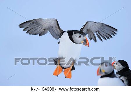 Atlantic Puffin (Fratercula arctica), Norway, April 2010 View Large Photo Image Stock Photo - Atlantic Puffin (Fratercula arctica), Norway, April 2010. Fotosearch