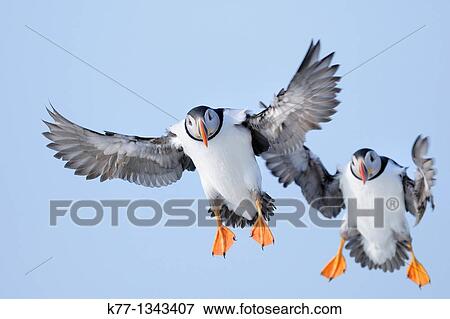Stock Photo - Atlantic Puffin (Fratercula arctica), Norway, April 2010. Fotosearch