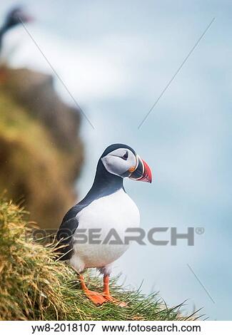 Stock Photo - Atlantic Puffin (Fratercula arctica). Iceland.. Fotosearch