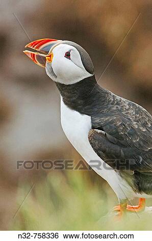 Atlantic Puffin (Fratercula arctica). Scotland. UK View Large Photo Image Stock Photograph - Atlantic Puffin (Fratercula arctica). Scotland. UK. Fotosearch