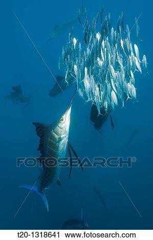 Atlantic Sailfish hunting Sardines, Istiophorus albicans, Isla Mujeres, Yucatan Peninsula, Caribbean Sea, Mexico View Large Photo Image Stock Image - Atlantic Sailfish hunting Sardines, Istiophorus albicans, Isla Mujeres, Yucatan Peninsula, Caribbean Sea, Mexico. Fotosearch