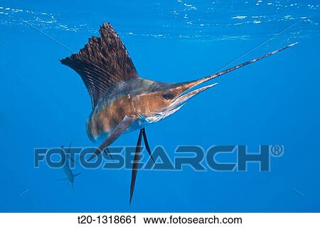 Atlantic Sailfish, Istiophorus albicans, Isla Mujeres, Yucatan Peninsula, Caribbean Sea, Mexico View Large Photo Image Stock Image - Atlantic Sailfish, Istiophorus albicans, Isla Mujeres, Yucatan Peninsula, Caribbean Sea, Mexico. Fotosearch