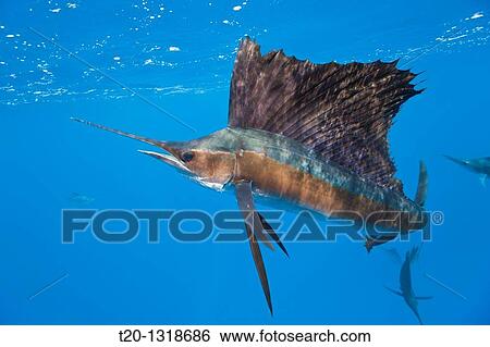 Atlantic Sailfish, Istiophorus albicans, Isla Mujeres, Yucatan Peninsula, Caribbean Sea, Mexico View Large Photo Image Stock Photograph - Atlantic Sailfish, Istiophorus albicans, Isla Mujeres, Yucatan Peninsula, Caribbean Sea, Mexico. Fotosearch