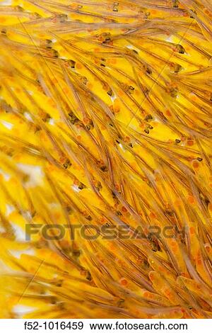 Stock Photo - Atlantic Salmon larvae with yolk sac.. Fotosearch
