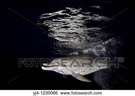 Atlantic spotted dolphin, Stenella frontalis, hunting for squid and fish at night, Grand Bahama, Bahamas, Atlantic Ocean View Large Photo Image Stock Photograph - Atlantic spotted dolphin, Stenella frontalis, hunting for squid and fish at night, Grand Bahama, Bahamas, Atlantic Ocean. Fotosearch