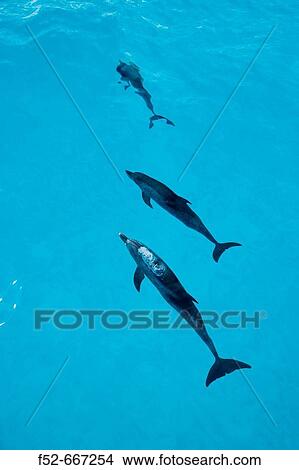 Atlantic Spotted Dolphins (Stenella frontalis). Bahamas. View Large Photo Image Picture - Atlantic Spotted Dolphins (Stenella frontalis). Bahamas.. Fotosearch
