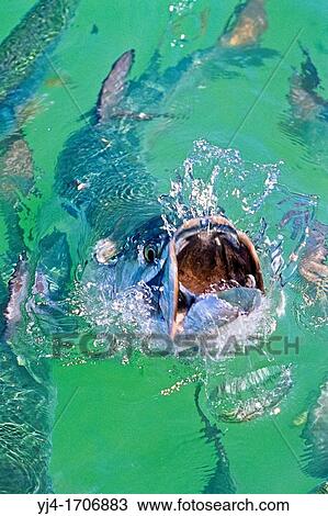 Atlantic tarpon, Megalops atlanticus, feeding frenzy on baitfish, Islamorada, Florida Keys National Marine Sanctuary, Florida, USA, Caribbean Sea, Atlantic Ocean View Large Photo Image Stock Image - Atlantic tarpon, Megalops atlanticus, feeding frenzy on baitfish, Islamorada, Florida Keys National Marine Sanctuary, Florida, USA, Caribbean Sea, Atlantic Ocean. Fotosearch