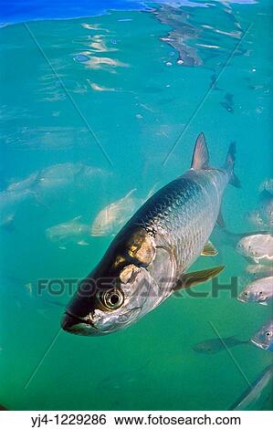 Atlantic tarpon, Megalops atlanticus, grows up to 2 m 6 6 ft in length and could weigh 160 kg 350 lb, Islamorada, Florida Keys National Marine Sanctuary, USA, Atlantic Ocean View Large Photo Image Stock Photograph - Atlantic tarpon, Megalops atlanticus, grows up to 2 m 6 6 ft in length and could weigh 160 kg 350 lb, Islamorada, Florida Keys National Marine Sanctuary, USA, Atlantic Ocean. Fotosearch