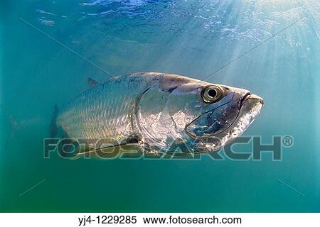 Atlantic tarpon, Megalops atlanticus, grows up to 2 m 6 6 ft in length and could weigh 160 kg 350 lb, Islamorada, Florida Keys National Marine Sanctuary, USA, Atlantic Ocean View Large Photo Image Stock Photography - Atlantic tarpon, Megalops atlanticus, grows up to 2 m 6 6 ft in length and could weigh 160 kg 350 lb, Islamorada, Florida Keys National Marine Sanctuary, USA, Atlantic Ocean. Fotosearch