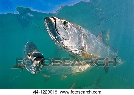 Atlantic tarpons, Megalops atlanticus, grow up to 2 m 6 6 ft in length and could weigh 160 kg 350 lb, Islamorada, Florida Keys National Marine Sanctuary, USA, Atlantic Ocean View Large Photo Image Stock Photography - Atlantic tarpons, Megalops atlanticus, grow up to 2 m 6 6 ft in length and could weigh 160 kg 350 lb, Islamorada, Florida Keys National Marine Sanctuary, USA, Atlantic Ocean. Fotosearch