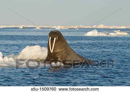 Atlantic walrus bull on ice floe View Large Photo Image Stock Image - Atlantic walrus bull on ice floe. Fotosearch