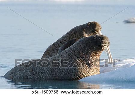 Atlantic walrus females with baby sheltered between their bodies View Large Photo Image Stock Photograph - Atlantic walrus females with baby sheltered between their bodies. Fotosearch