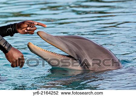 Atlantis Resort & Casino Dolphin Cay Paradise Island Nassau, Bahamas. View Large Photo Image Stock Image - Atlantis Resort & Casino Dolphin Cay Paradise Island Nassau, Bahamas.. Fotosearch