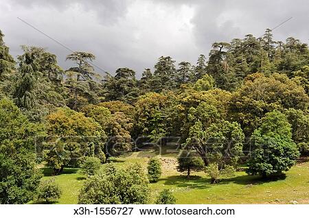 Atlas cedar forest, near Azrou, Middle Atlas, Morocco, North Africa View Large Photo Image Stock Photo - Atlas cedar forest, near Azrou, Middle Atlas, Morocco, North Africa. Fotosearch