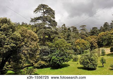 Stock Photography - Atlas cedar forest, near Azrou, Middle Atlas, Morocco, North Africa. Fotosearch