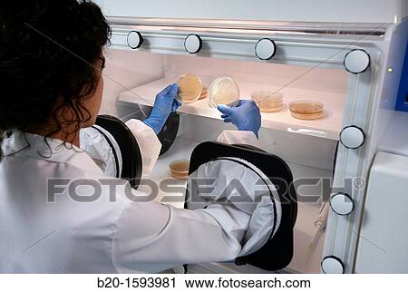 Stock Image - Atmosphere-controlled booth Cleanroom Microbiology Anaerobic microbiology laboratory. Fotosearch