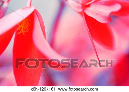 Atmospheric Bellfire Begonias View Large Photo Image Stock Image - Atmospheric Bellfire Begonias. Fotosearch