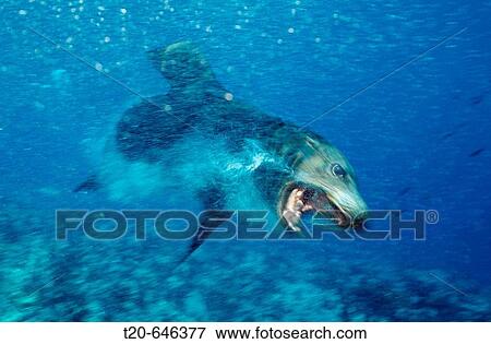Attacking Californian Sea Lion, Zalophus californianus, Mexico, Sea of Cortez, Baja California, La Paz View Large Photo Image Stock Photo - Attacking Californian Sea Lion, Zalophus californianus, Mexico, Sea of Cortez, Baja California, La Paz. Fotosearch