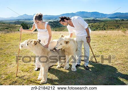 Attractive Caucasian couple on foot interacting with white lion cubs on a walking safari, Botlierskop Game Lodge, Mosselbay, South Africa. View Large Photo Image Stock Image - Attractive Caucasian couple on foot interacting with white lion cubs on a walking safari, Botlierskop Game Lodge, Mosselbay, South Africa.. Fotosearch
