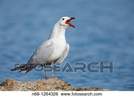 Stock Photograph - Audouin's Gull Larus audouinii womanking, Alcudia, Majorca, Spain. Fotosearch