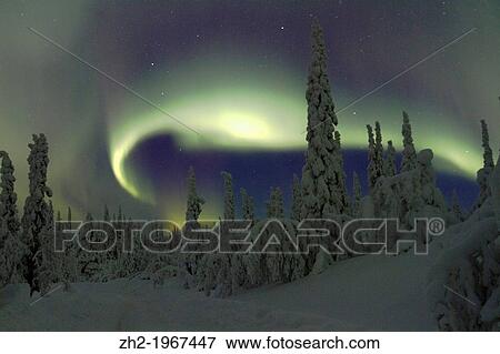 Stock Photo - Aurora borealis, Northernlight over winter forest with snow on the trees in G? llivare in Swedish lapland.. Fotosearch