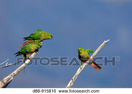 Austral Parakeet, Austral Conure or Emerald Parakeet (Enicognathus ferrugineus). Pen? nsula de Magallanes, Patagonia, Argentina View Large Photo Image Stock Photograph - Austral Parakeet, Austral Conure or Emerald Parakeet (Enicognathus ferrugineus). Pen? nsula de Magallanes, Patagonia, Argentina. Fotosearch