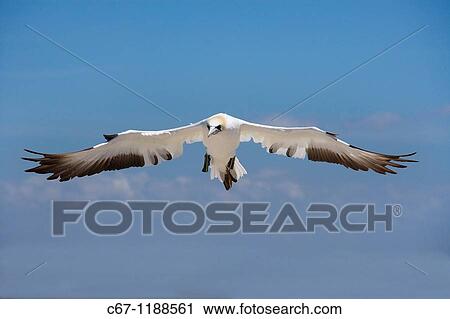 Australasion Gannet Sula serrator View Large Photo Image Stock Image - Australasion Gannet Sula serrator. Fotosearch