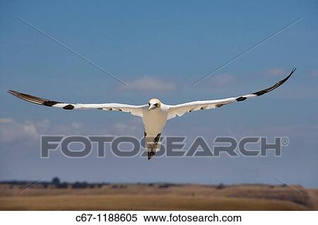Australasion Gannet Sula serrator View Large Photo Image Stock Photography - Australasion Gannet Sula serrator. Fotosearch