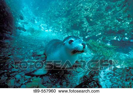 Australia, Kanguru Island, Sea Lion (Otaria Flavescens). View Large Photo Image Stock Image - Australia, Kanguru Island, Sea Lion (Otaria Flavescens).. Fotosearch