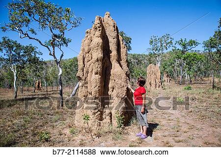 Australia, Northern Territory, Kakadu National Park, giant termite mound in the Savanna Woodlands. View Large Photo Image Stock Photo - Australia, Northern Territory, Kakadu National Park, giant termite mound in the Savanna Woodlands.. Fotosearch