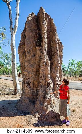 Australia, Northern Territory, Kakadu National Park, giant termite mound in the Savanna Woodlands by the side of Kakadu Highway. View Large Photo Image Stock Photo - Australia, Northern Territory, Kakadu National Park, giant termite mound in the Savanna Woodlands by the side of Kakadu Highway.. Fotosearch