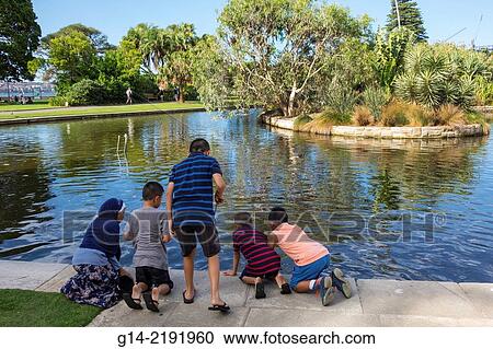 Australia, NSW, New South Wales, Sydney, Royal Botanic Gardens, Asian, boy, Main Pond. View Large Photo Image Stock Image - Australia, NSW, New South Wales, Sydney, Royal Botanic Gardens, Asian, boy, Main Pond.. Fotosearch