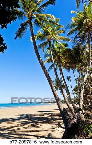Australia, Queensland, palm fringed Mission Beach, Cassowary Coast Region, Coral Sea. View Large Photo Image Stock Photograph - Australia, Queensland, palm fringed Mission Beach, Cassowary Coast Region, Coral Sea.. Fotosearch