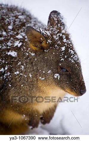 Australia, Tasmania, Cradle Mt - Lake St Clair National Park Tasmanian Pademelon Thylogale billardierii in a snow shower near the Cradle Mountain Visitor Center View Large Photo Image Stock Image - Australia, Tasmania, Cradle Mt - Lake St Clair National Park Tasmanian Pademelon Thylogale billardierii in a snow shower near the Cradle Mountain Visitor Center. Fotosearch