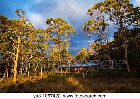 Australia, Tasmania, Cradle Mt - Lake St Clair National Park New Pelion Hut and surrounding bush, on the Overland Track View Large Photo Image Stock Image - Australia, Tasmania, Cradle Mt - Lake St Clair National Park New Pelion Hut and surrounding bush, on the Overland Track. Fotosearch
