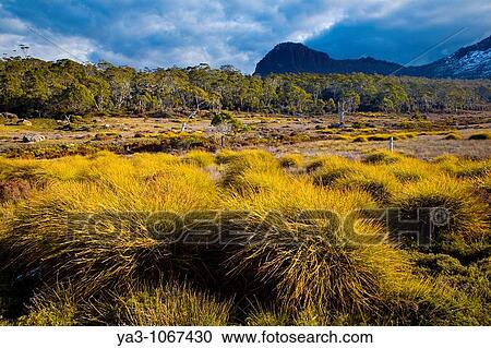 Australia, Tasmania, Cradle Mt - Lake St Clair National Park Button grass and native bush and woodland View Large Photo Image Stock Image - Australia, Tasmania, Cradle Mt - Lake St Clair National Park Button grass and native bush and woodland. Fotosearch