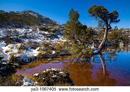 Australia, Tasmania, Cradle Mt - Lake St Clair National Park Native bush reflected in the Wombat Pool on the Overland Track View Large Photo Image Stock Photography - Australia, Tasmania, Cradle Mt - Lake St Clair National Park Native bush reflected in the Wombat Pool on the Overland Track. Fotosearch