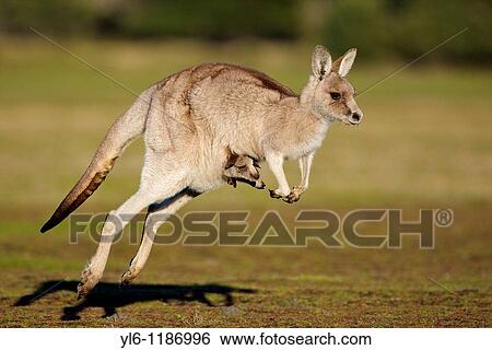 Australia, Tasmania, Port Sorell, Narawntapu National Park Eastern Grey Kangaroo with Joey View Large Photo Image Stock Photograph - Australia, Tasmania, Port Sorell, Narawntapu National Park Eastern Grey Kangaroo with Joey. Fotosearch