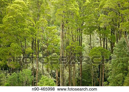 Stock Photo - Australian forest. Fotosearch