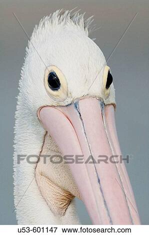 Australian Pelican, Pelecanus conspicillatus, close_up of head View Large Photo Image Stock Photo - Australian Pelican, Pelecanus conspicillatus, close_up of head. Fotosearch