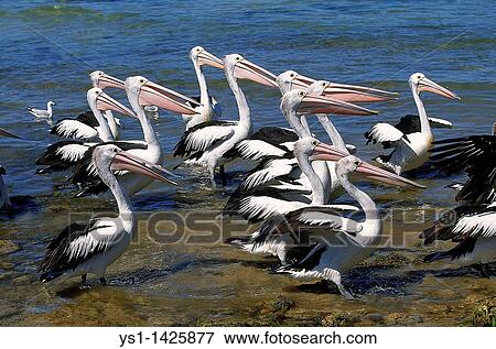 AUSTRALIAN PELICAN pelecanus conspicillatus, GROUP ENTERING WATER, AUSTRALIA View Large Photo Image Stock Photo - AUSTRALIAN PELICAN pelecanus conspicillatus, GROUP ENTERING WATER, AUSTRALIA. Fotosearch