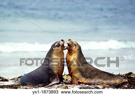 Stock Image - Australian Sea Lion, neophoca cinere, Adults playing on Beach, Australia. Fotosearch