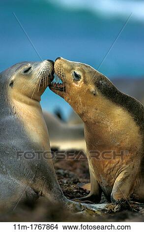 Australian Sea Lion, neophoca cinerea, Females, Australia View Large Photo Image Picture - Australian Sea Lion, neophoca cinerea, Females, Australia. Fotosearch