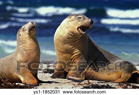 Australian Sea Lion, neophoca cinerea, Females standing on Beach, Australia View Large Photo Image Stock Image - Australian Sea Lion, neophoca cinerea, Females standing on Beach, Australia. Fotosearch