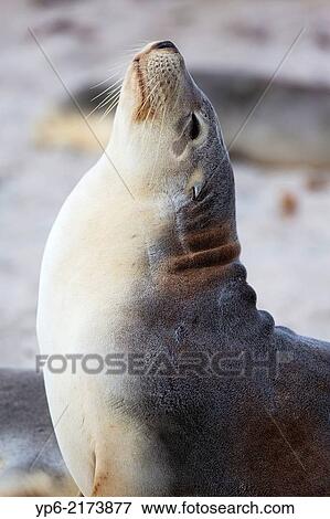 Australian sea lion (Neophoca cinerea) on beach, Seal Bay, Kangaroo Island, South Australia, Australia. View Large Photo Image Stock Photo - Australian sea lion (Neophoca cinerea) on beach, Seal Bay, Kangaroo Island, South Australia, Australia.. Fotosearch