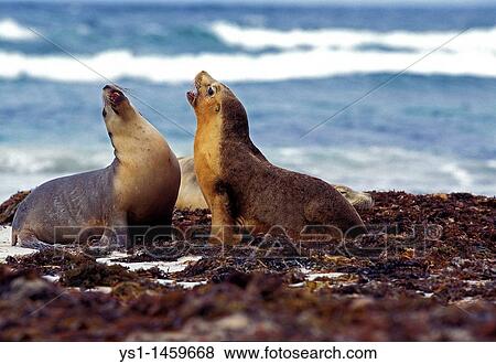 AUSTRALIAN SEA LION neophoca cinerea, ADULTS PLAY FIGHTING, AUSTRALIA View Large Photo Image Stock Photo - AUSTRALIAN SEA LION neophoca cinerea, ADULTS PLAY FIGHTING, AUSTRALIA. Fotosearch
