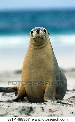 Australian Sea Lion, neophoca cinerea, Adult standing on Beach, Australia View Large Photo Image Stock Photo - Australian Sea Lion, neophoca cinerea, Adult standing on Beach, Australia. Fotosearch
